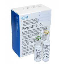 Pregnyl 5000iu by Organon: The most important substances used in post cycle therapy(PCT) is HCG Pregnyl 5000IU. Pregnyl 5000IU as drugs is used to treated fertility treatment in men and hypogonadism. This product stimulates the body to make natural testosterone. Is important to know that in a steroids cycle not use too much HCG (Prignyl 5000), because it will cause the testes to shut down via negative feedback. While for women it has no effect for no performance enhancing ability, for men Pregnyl 5000IU has another effect. The product activity in the men body is due to its ability to mimic luteinizing hormone, a hormone what can stimulate the Leydigis cells from the testicles to produce testosterone. After a long period of inactivity, the luteinizing hormone may have been seriously reduced. So Pregnyl 5000 is the focus on the normal ability of the testes to respond to the hormone. Pregnyl 5000IU Dosage: The effects of Pregnyl is about 5-6 days. The dosage of the preparation for post-cycle recovery is highly dependent on the capacity of the steroid course. If you are using a short course (4 weeks) and use only one steroid preparation in small doses, then on the receiving gonadotropin can be dispensed with. If you are using long courses (more than 4 weeks), as well as the use of 2 or more steroids, the gonadotropin dosing will be: 2 injections per week for 500-1,000 IU each. Pregnyl 5000IU Side Effects: Side effects of Pregnyl differs from person to person. It is very important that this drug to be administered correctly, if the dose is too low then the results will not be visible and if the dose is too much will occur side effects. In some cases, even if the doses are correct side effects may occur. As I said the side effects differ from case to case, at this moment is recommended to call your doctor. Side effects that may occur with this product: headache, depression, diarrhea, nausea or vomiting, stomach pain, swelling of the hands or legs. Pregnyl 5000IU for Sale: If you decide to buy Pregnyl 5000IU from pandaroids but you don't know how to administer it correctly, please contact PandaRoids Team.